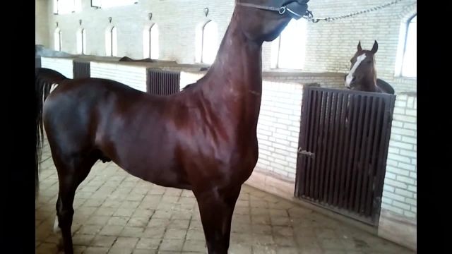 قیمت اسب عرب مصری