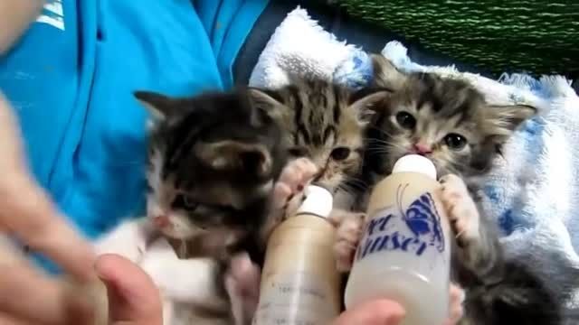 كى دوست داره به اینا شیر بده ؟