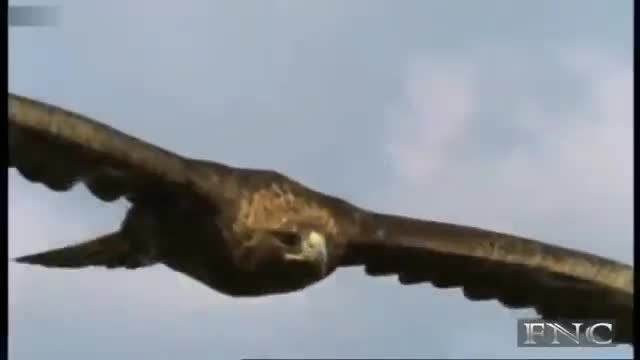 فیلم مستند فوق زیبا از قدرت شکار عقاب