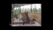 صحنه ای دلخراش از سوختن یک شیر در باغ وحش مشهد