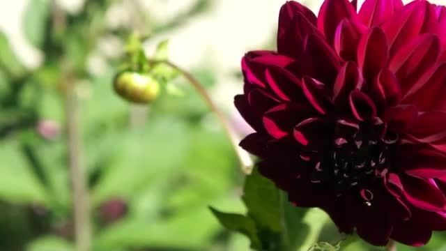 گل زیبا - Full HD