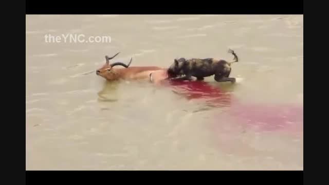 زنده خوری زجرآور گوزن توسط چند سگ آفریقایی صحنه های بد