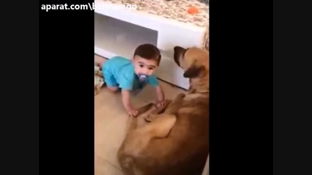 حمله سگ وحشی به پسر بچه..!