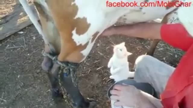 شیر خوردن گربه از گاو