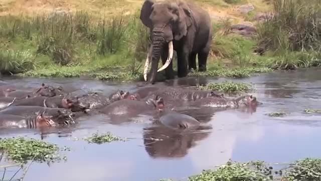 نبرد جذاب فیل و کرگدن