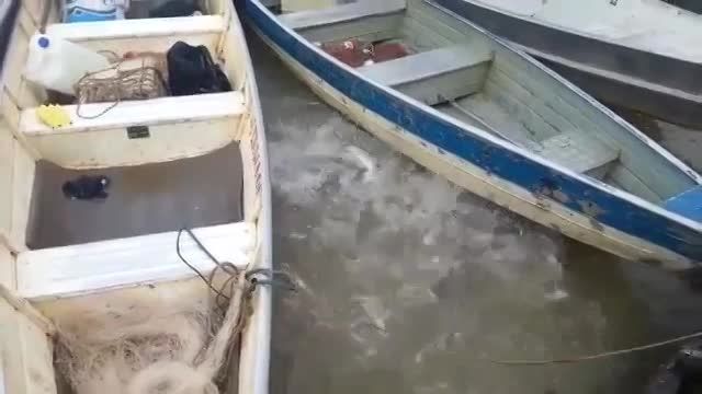 غذا دادن به ماهی های پیرانا در رودخانه ای در برزیل