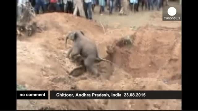 فیلم نجات بچه فیل از چاه