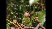درخت اربو ( اربه کو) Pyrus calleryana گیلان