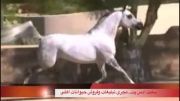 اسب سفید عربی اصیل