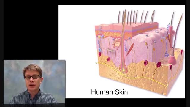 سیستم پوستی