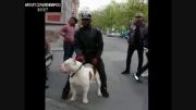 خطرناک ترین سگ جهان در خیابان!!