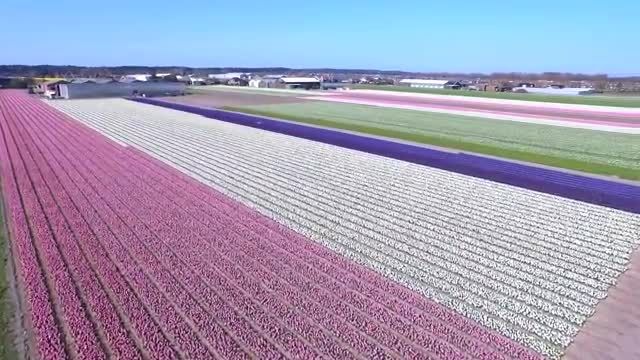 کاشت گل در مزارع هلند