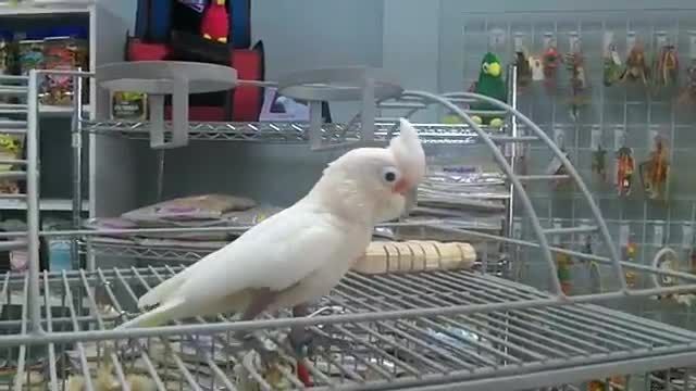 کاکادو گوفین (Goffin Cockatoo) در یک فروشگاه
