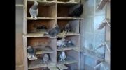 کبوتر عراقی  کفتر   ویدیوهای سعیدs