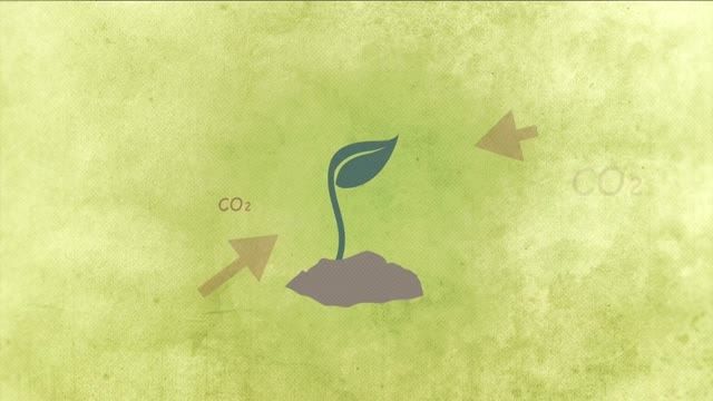 Environmental sustainability of bioenergy in Africa
