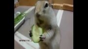 خیار خوردن بامزه یک سنجاب