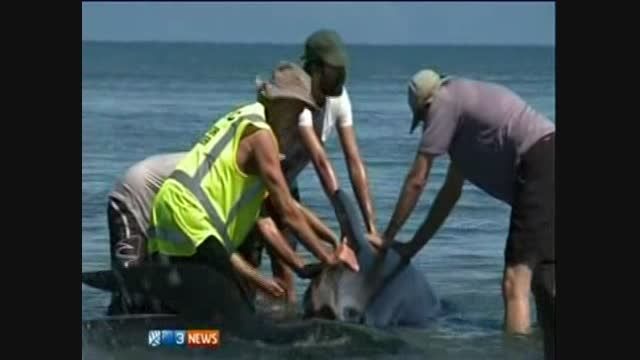 نیوزیلند؛ به گل نشستن 200 نهنگ