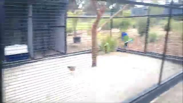 طوطی اکلکتوس نر در پارک حیوانات وحشی استرالیا