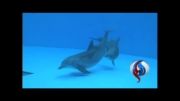 لحظه تولد دلفین