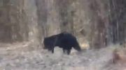 کشتن و خوردن خرس سیاه توسط ببر
