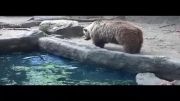 نجات کلاغ از غرق شدن توسط خرس خیلی جالبه