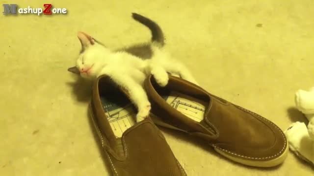 خنده دارترین ویدئو از دنیای گربه ها4 :)) HD