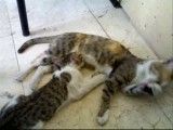 گربه و عشق مادری