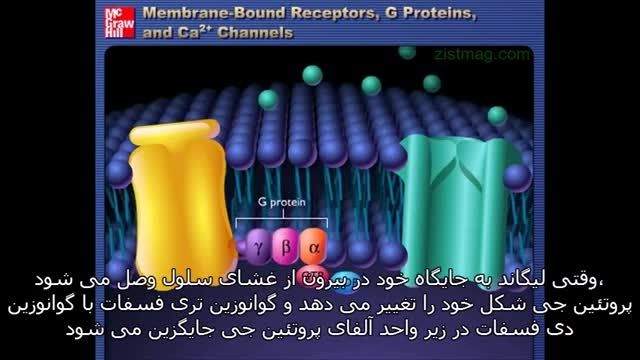 انیمیشن پروتئین جی با زیرنویس فارسی