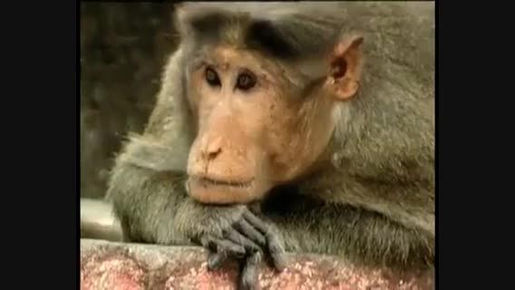 وقتی میمون درکش از انسان بیشتر......
