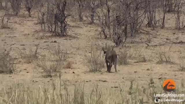 کشته شدن بوفالو توسط فیل