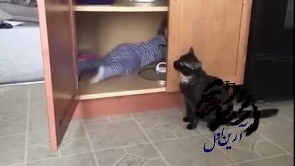 گربه زبل