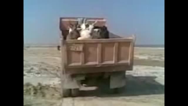 تخلیه خرها از کامیون توسط یک الاغ!
