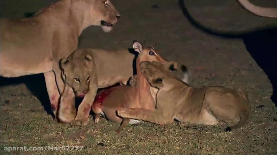 آموزش شکار به بچه شیرها (خیلی HD)