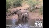 حمله کروکدیل به فیل