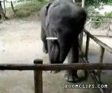 ساز زدن فیل خیلی جالب