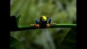 اموزش انیمیشن و کارتون در مایا maya رجینگ قورباغه جنگلیfrog