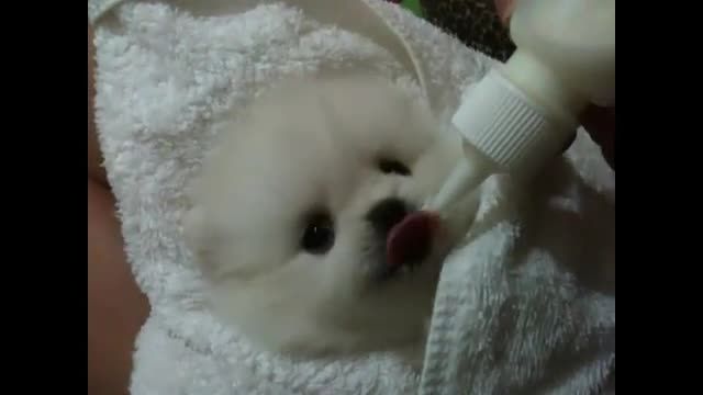 شیرخوردن بچه توله سگ:)