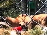حمله شیر در باغ وحش