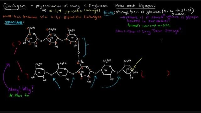 ساختار و عملکرد گلیکوژن
