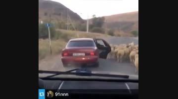 گوسفند دزدی خیلی باحال
