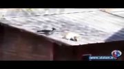 فیلم؛ میانجیگری یک کلاغ هنگام دعوای دو گربه