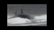 خورده شدن انسان توسط نهنگ