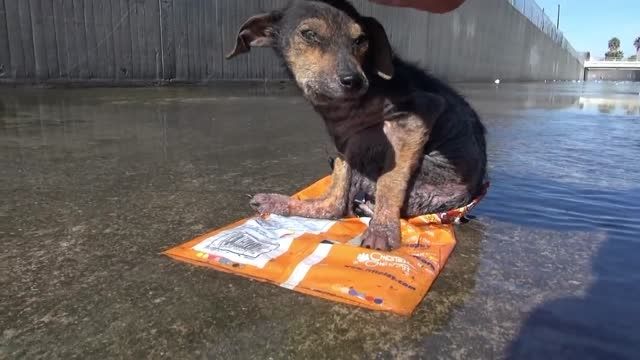 نجات سگ شجاع از حادثه غم انگیز...! HD