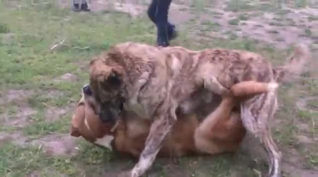 جنگ سگ در قفقاز