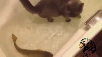 گربه و ماهی عجیب