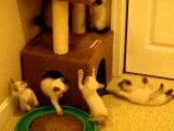 بچه گربه‌های فوق شیطون