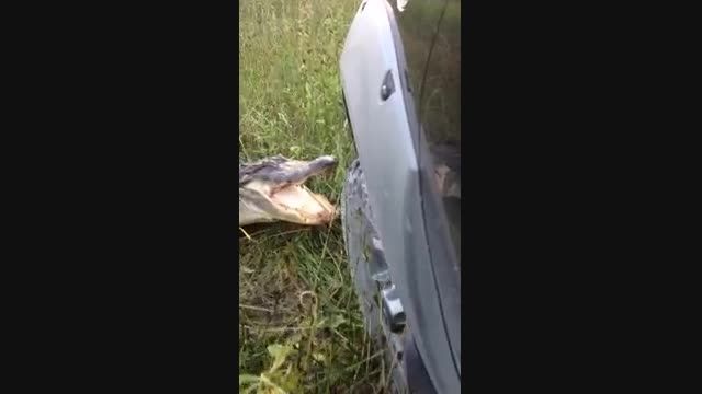 حمله تمساح به یک کامیون