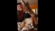 بزرگترین خرگوش جهان