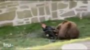 حمله کردن و خوردن یک انسان توسط یک خرس قهوه&zwnj;ای