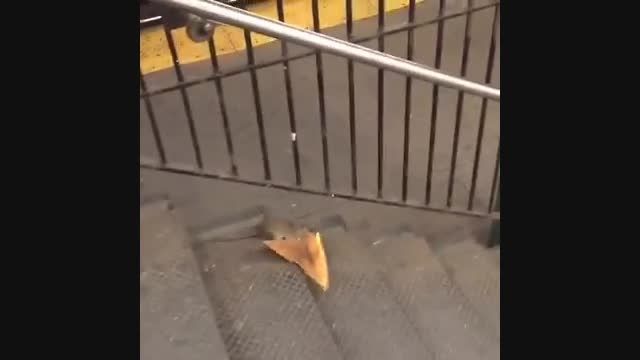 موش هم پیتزا دوست داره